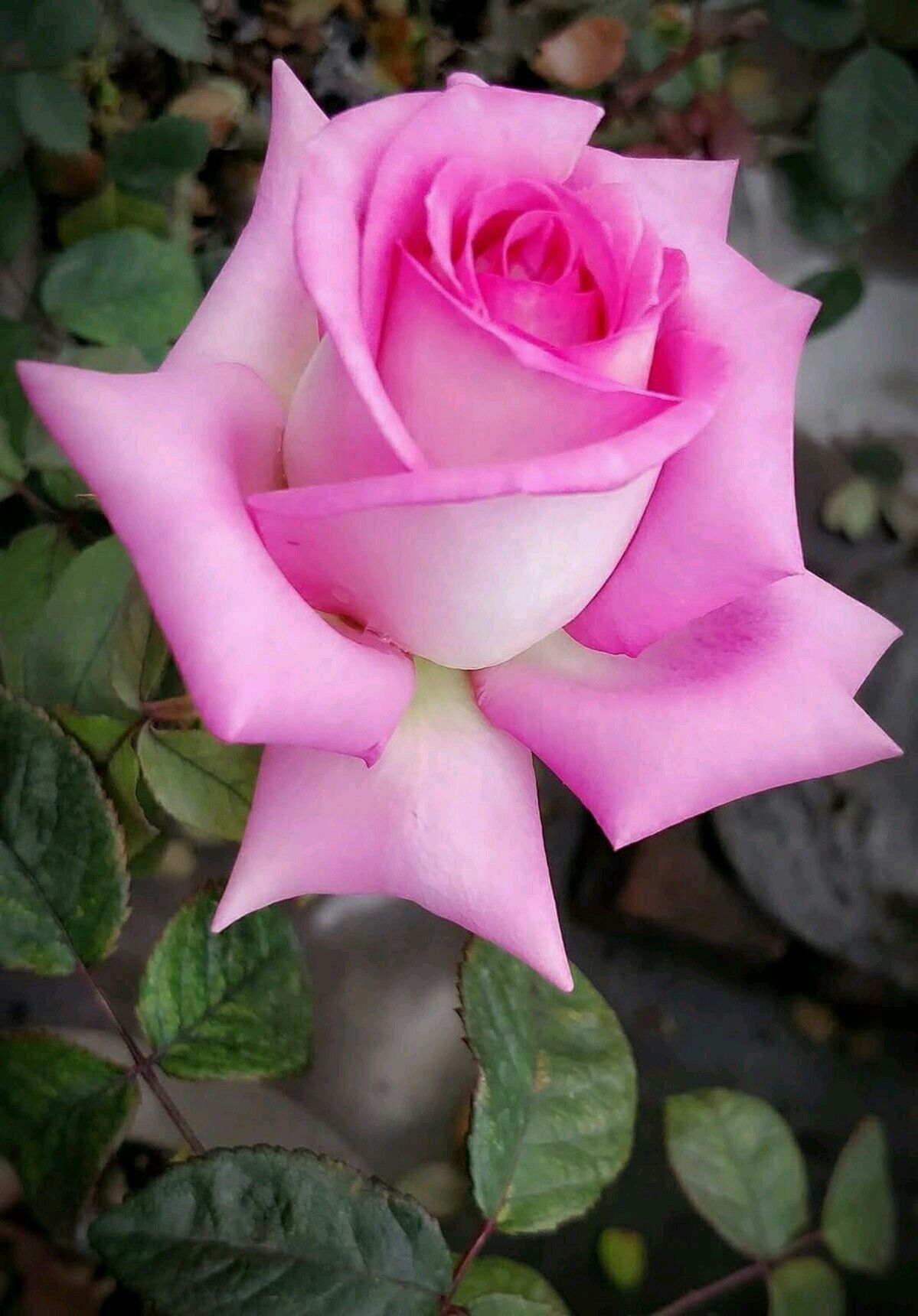 Tearózsa bokor és magastörzsű  rózsaszín